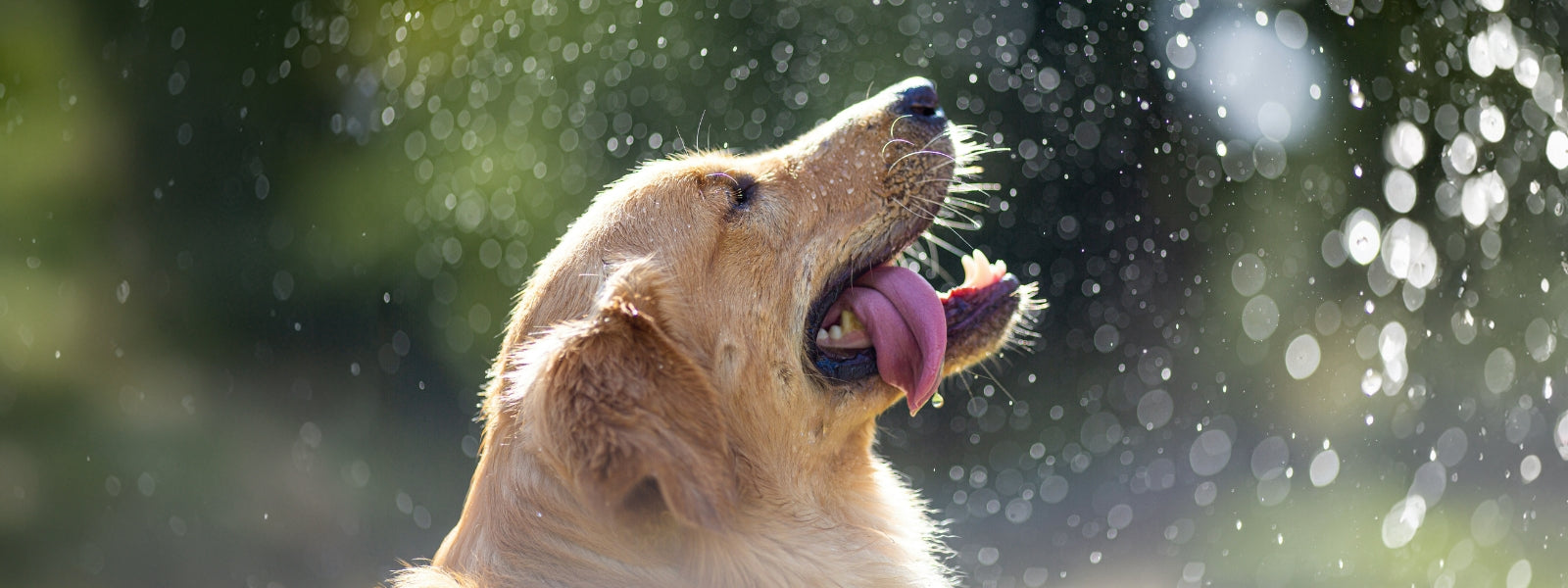 Hund genießt eine Erfrischung im Sommer