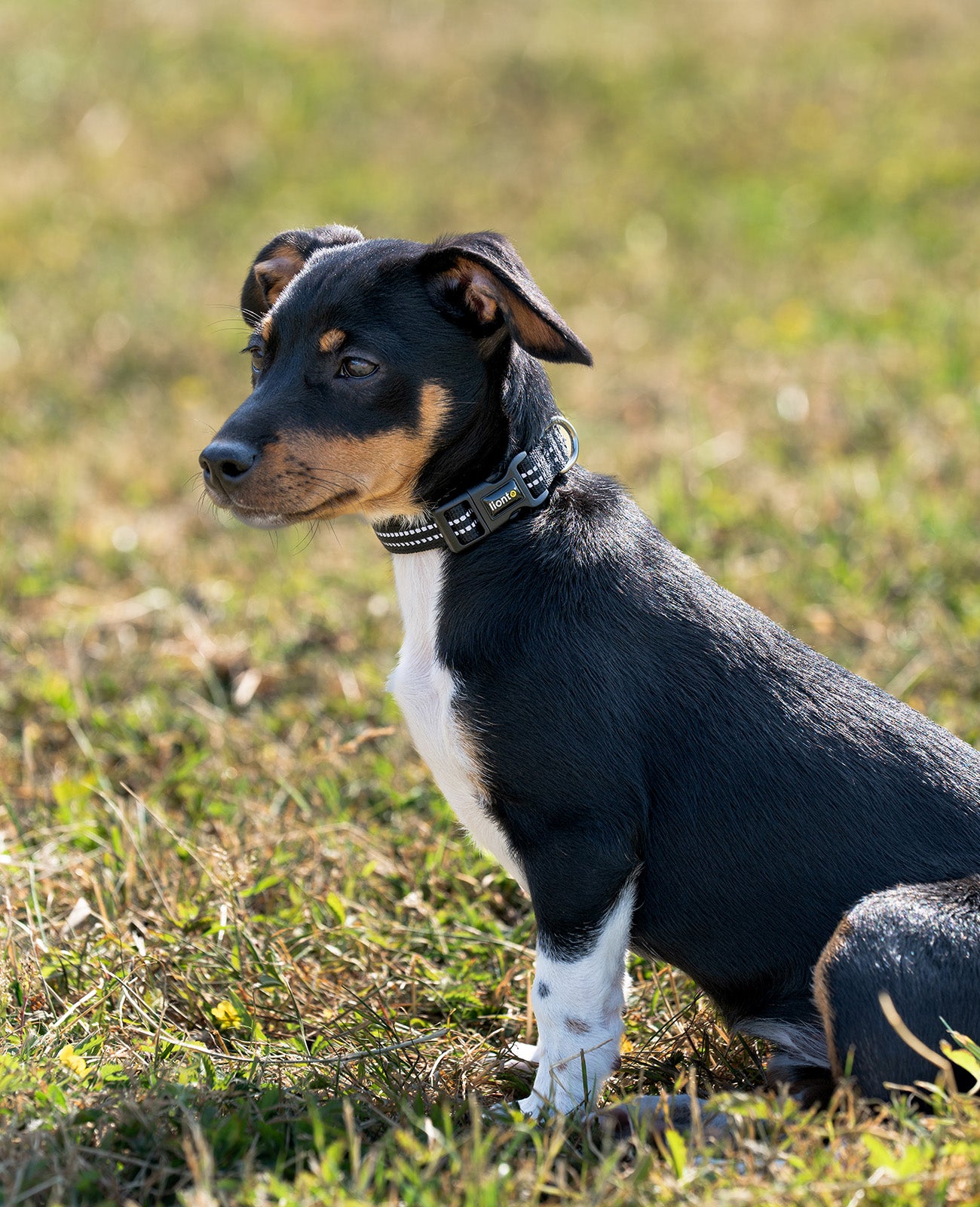 Gewatteerde, reflecterende en waterdichte hondenhalsband