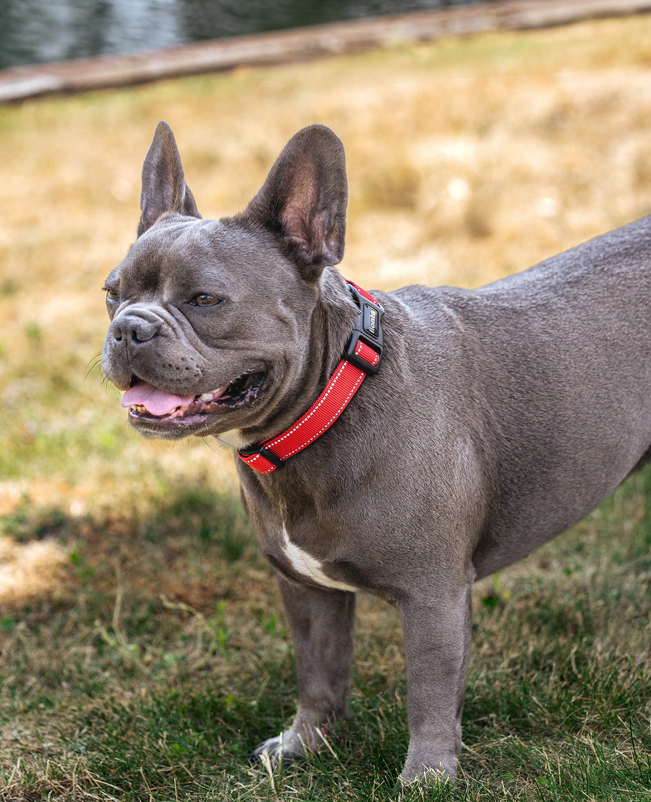 Gewatteerde, reflecterende en waterdichte hondenhalsband