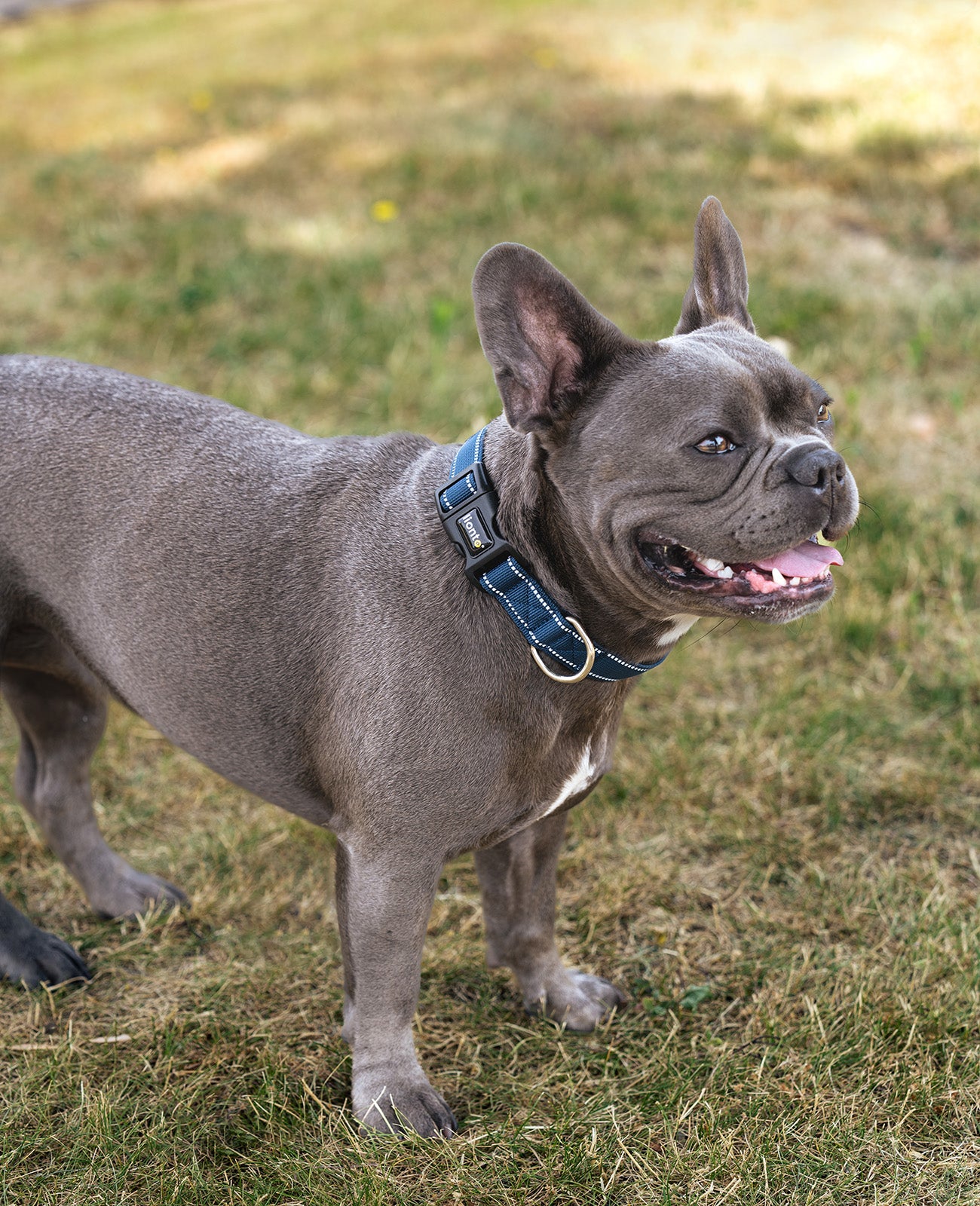 Gewatteerde, reflecterende en waterdichte hondenhalsband