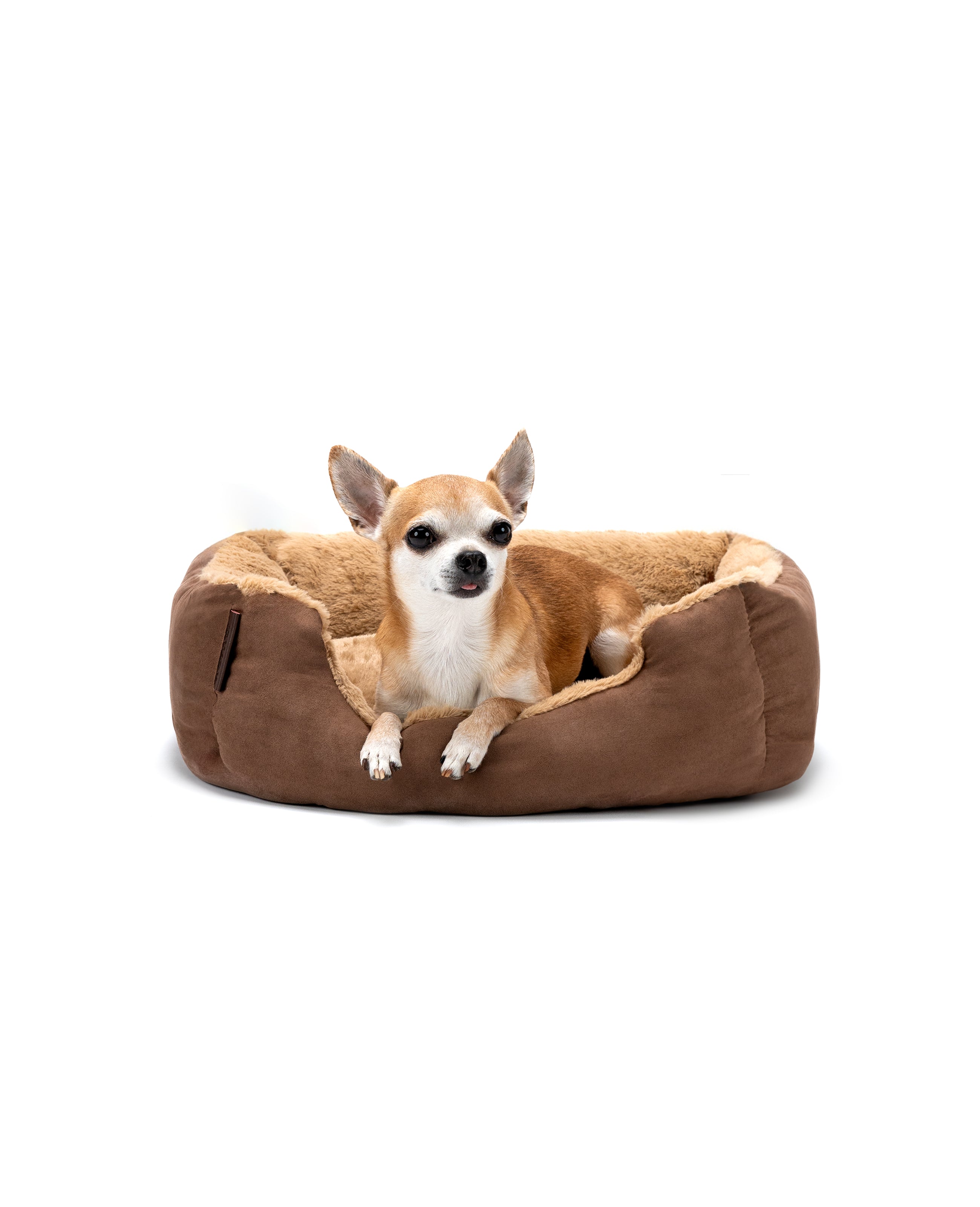 Chihuahua liegt in Hundebett mit Wendekissen