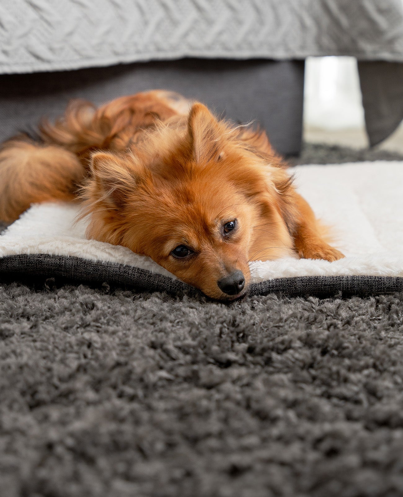Omkeerbare deken voor honden