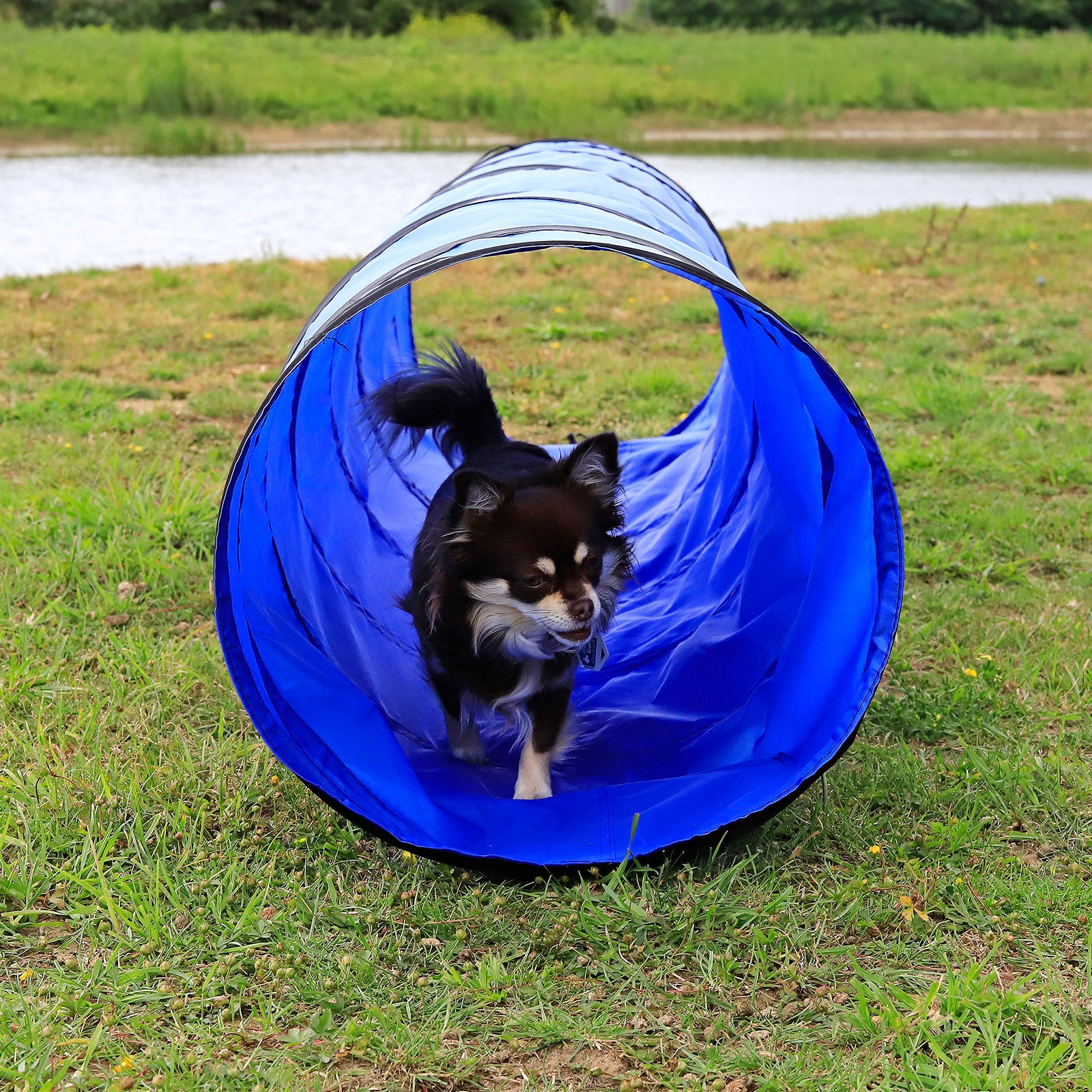 Chihuahua läuft durch Hundetunnel im Garten