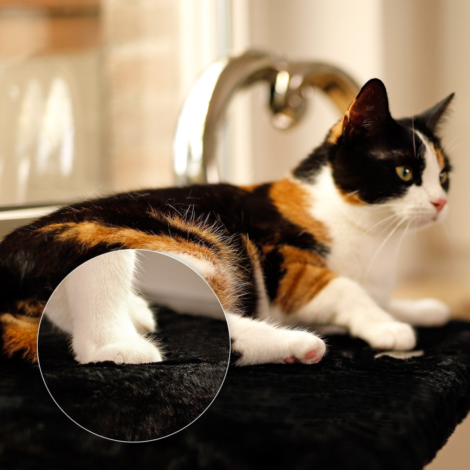 Vensterbankligstoel voor katten