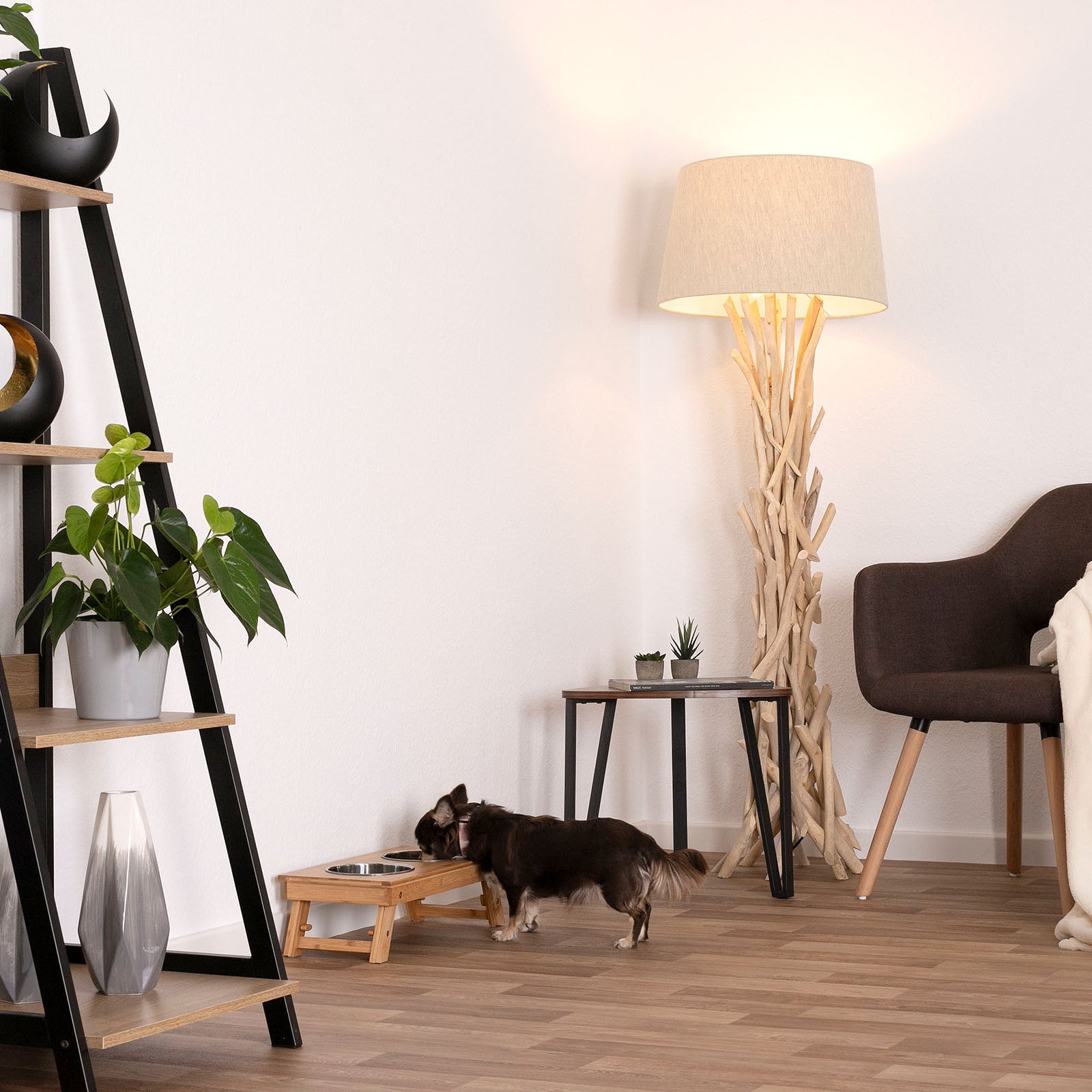 Chihuahua frisst aus Hundenapf im Wohnzimmer