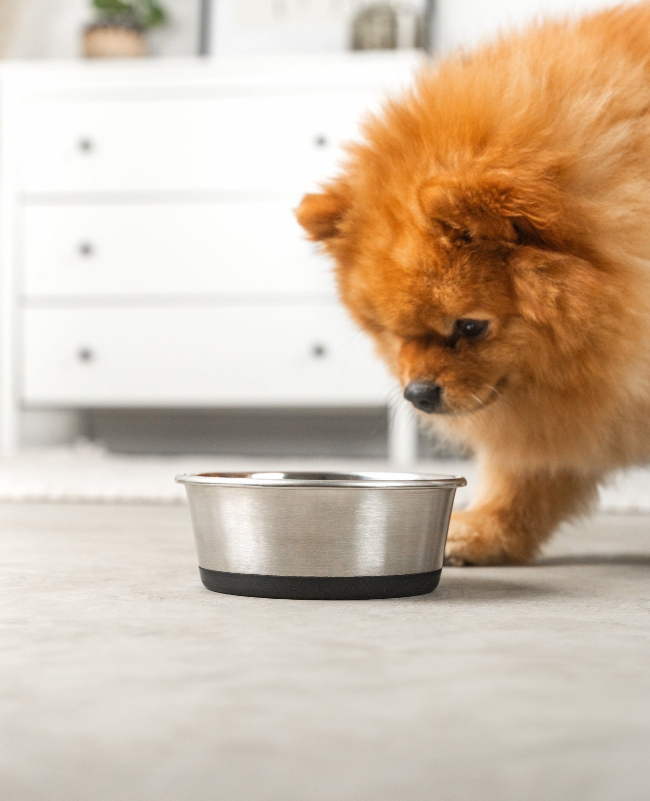Hundenapf aus Edelstahl, rutschfest