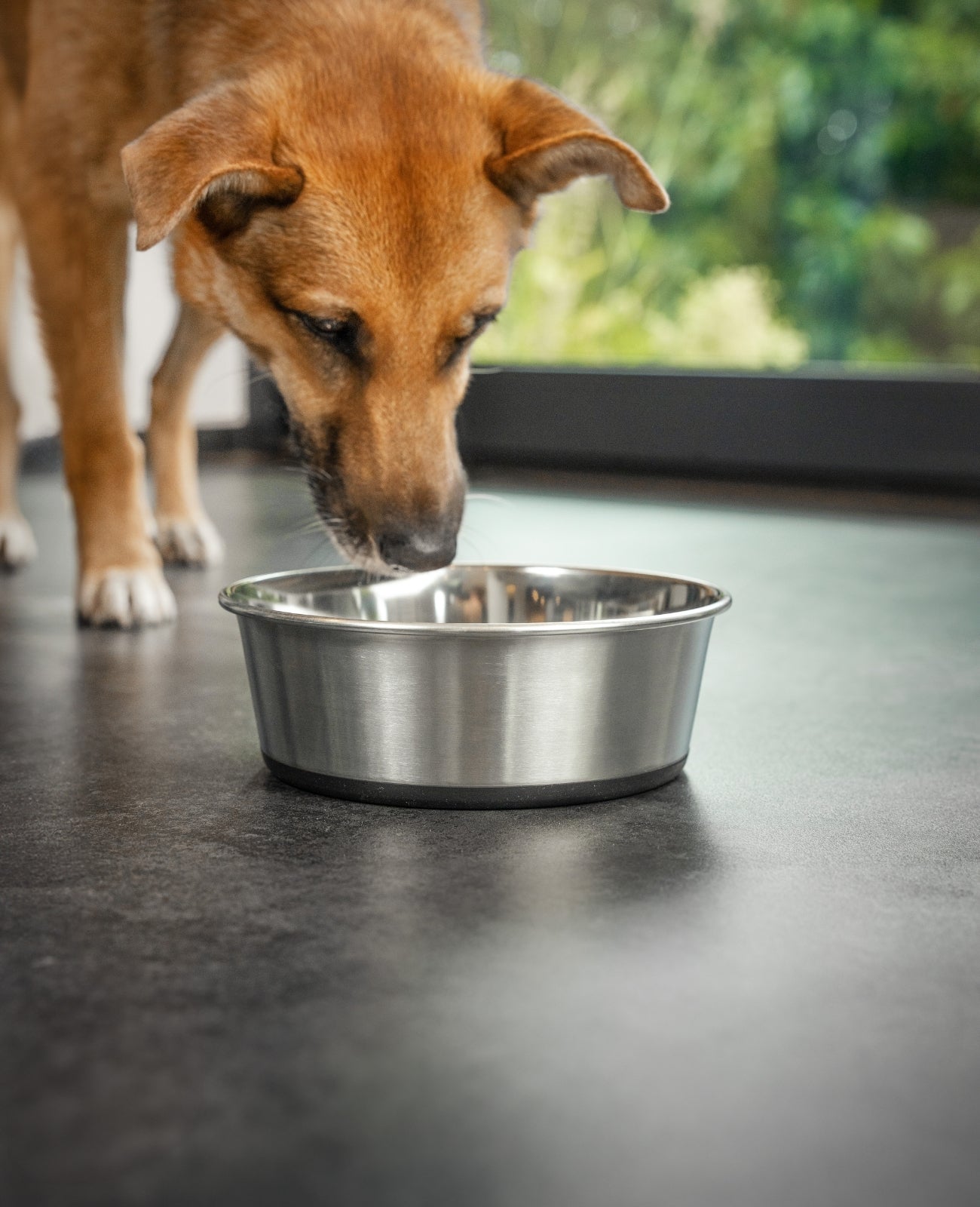 Hundenapf aus Edelstahl, rutschfest