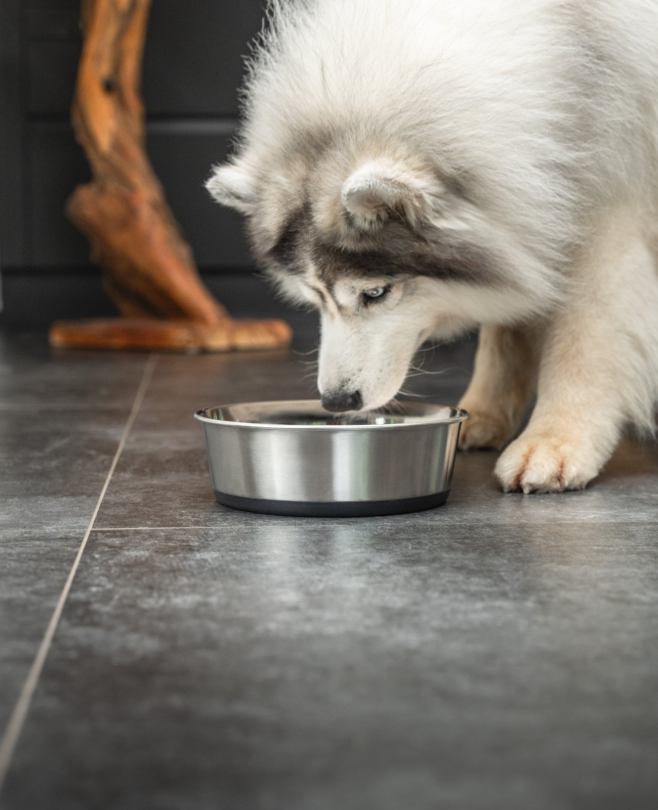 lionto roestvrijstalen Bak, antislip, Waterbak voor honden & katten