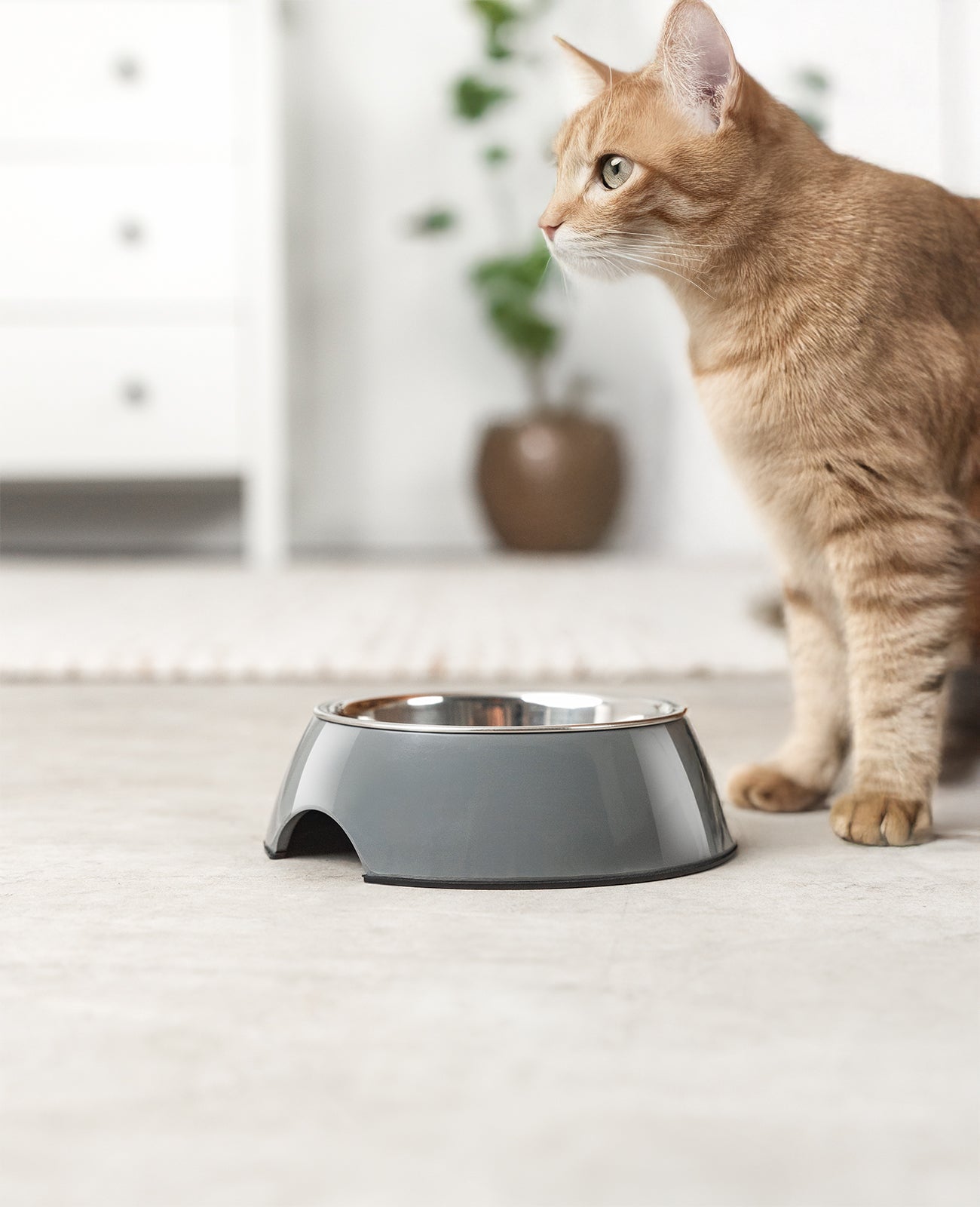 lionto melamine Voerbak, antislip, voor honden & katten, verschillende varianten