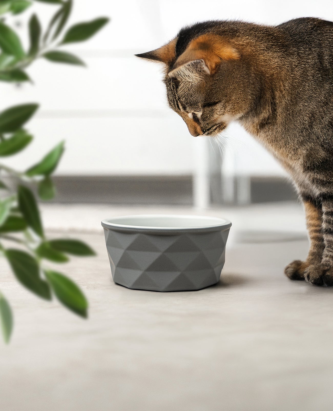 Katzennapf aus Keramik