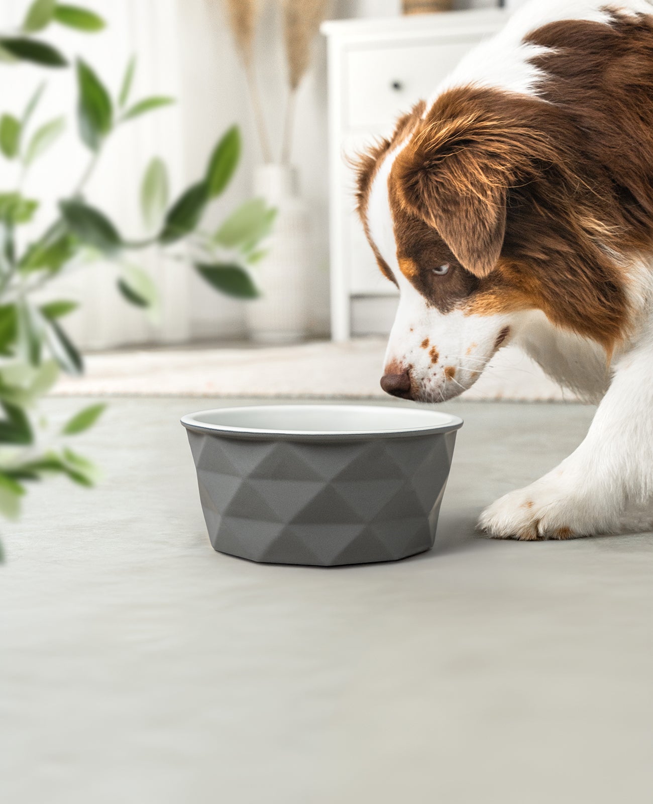 Hundenapf aus Keramik