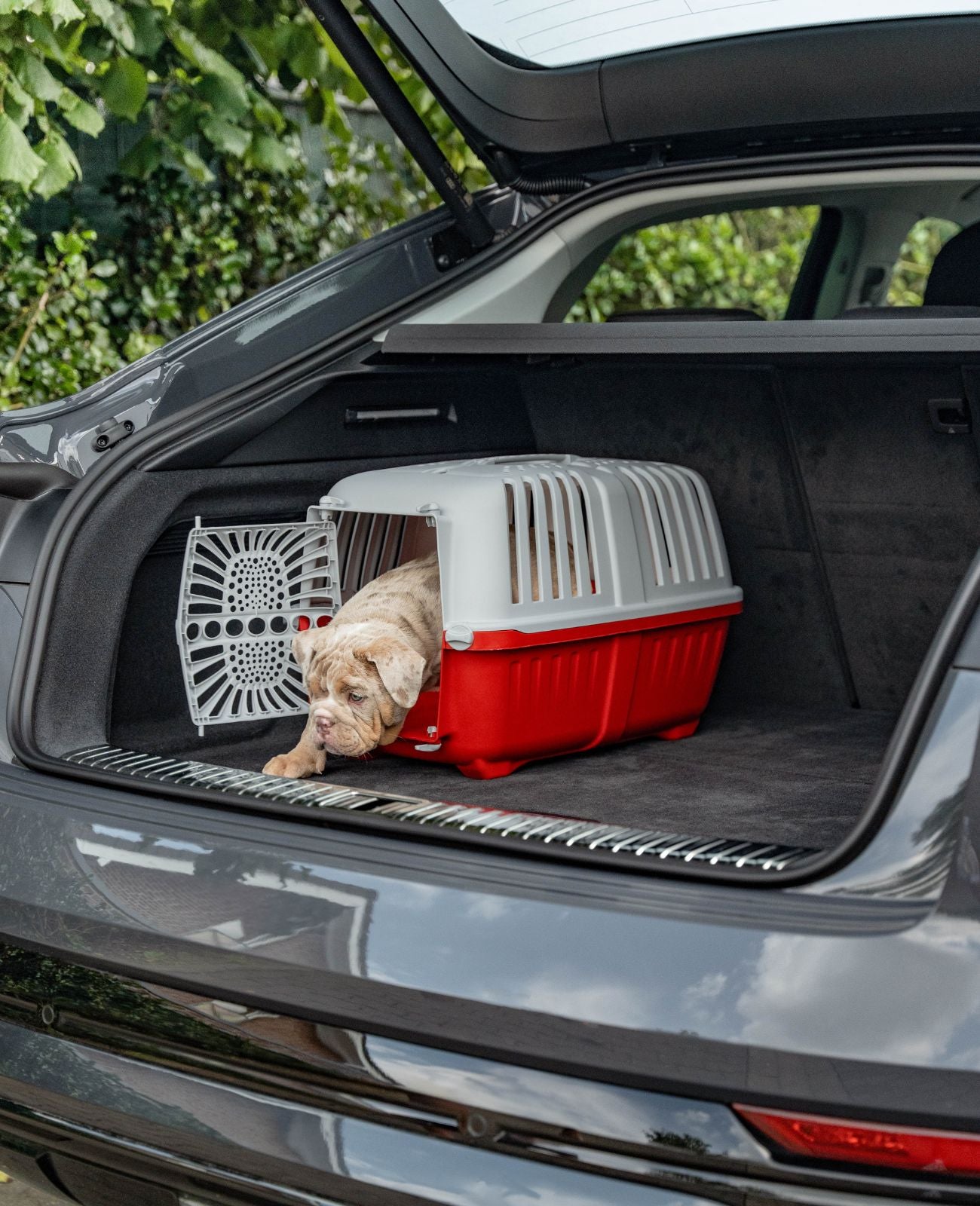 Hundetransportbox aus Kunststoff