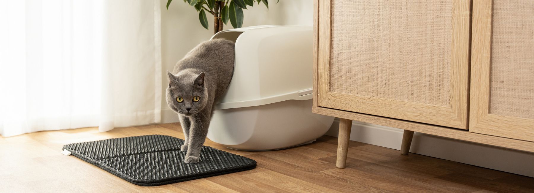 Katzenpflege