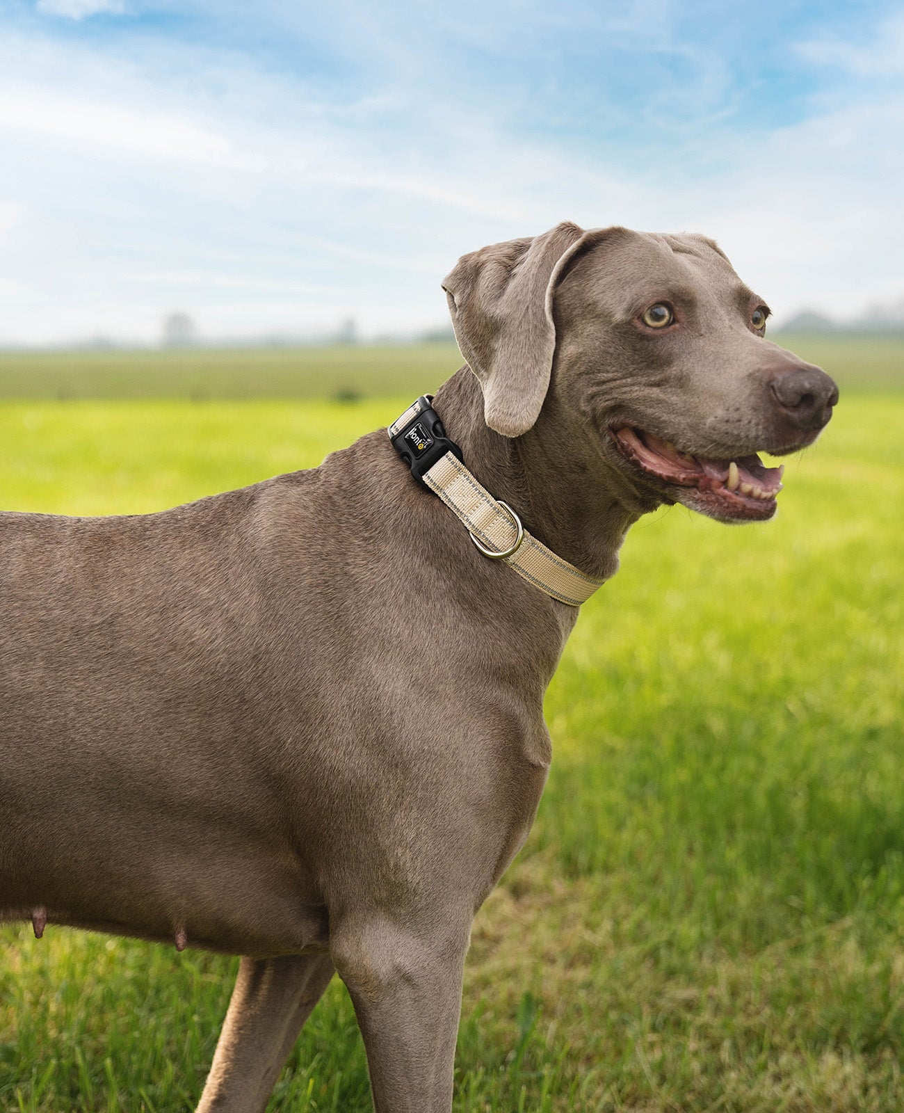 Gewatteerde, reflecterende en waterdichte hondenhalsband