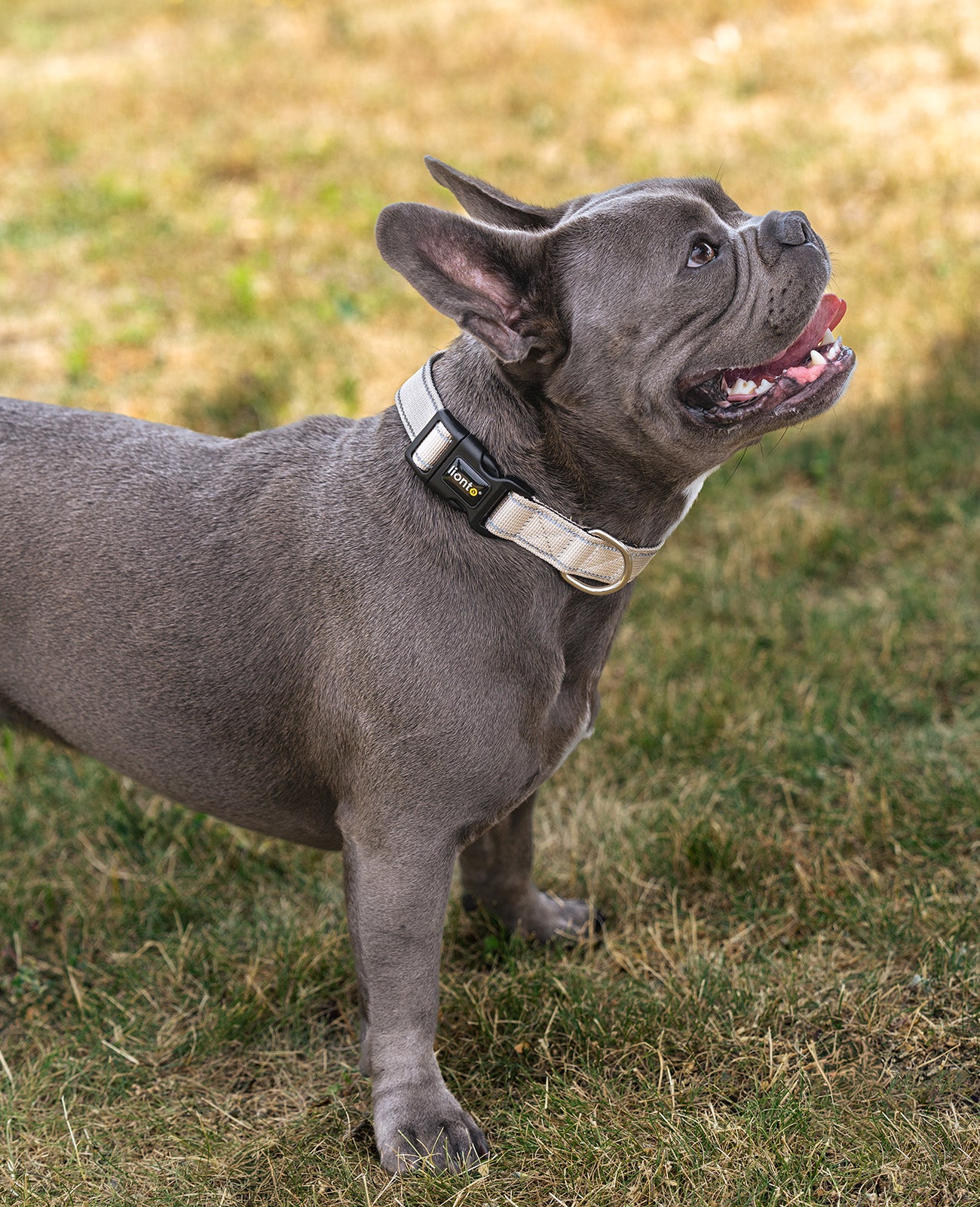 Hundehalsband gepolstert, personalisiert