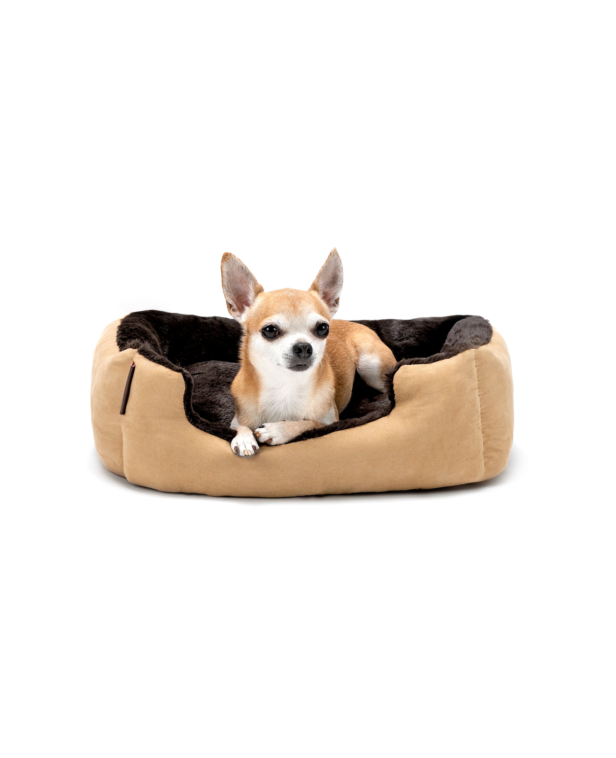 Chihuahua liegt in Hundekissen mit Wendekissen