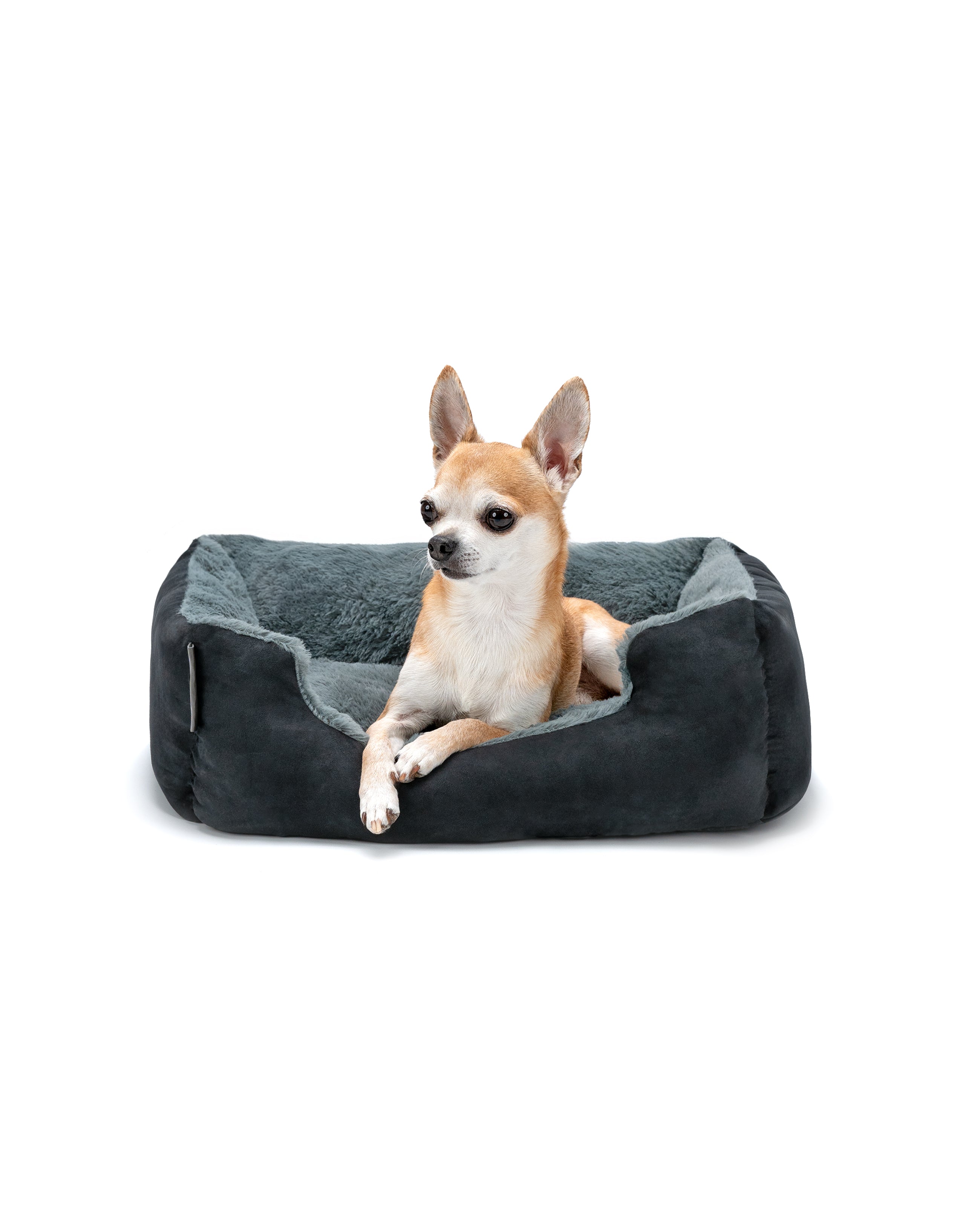 Chihuahua liegt in Hundekissen mit Wendekissen