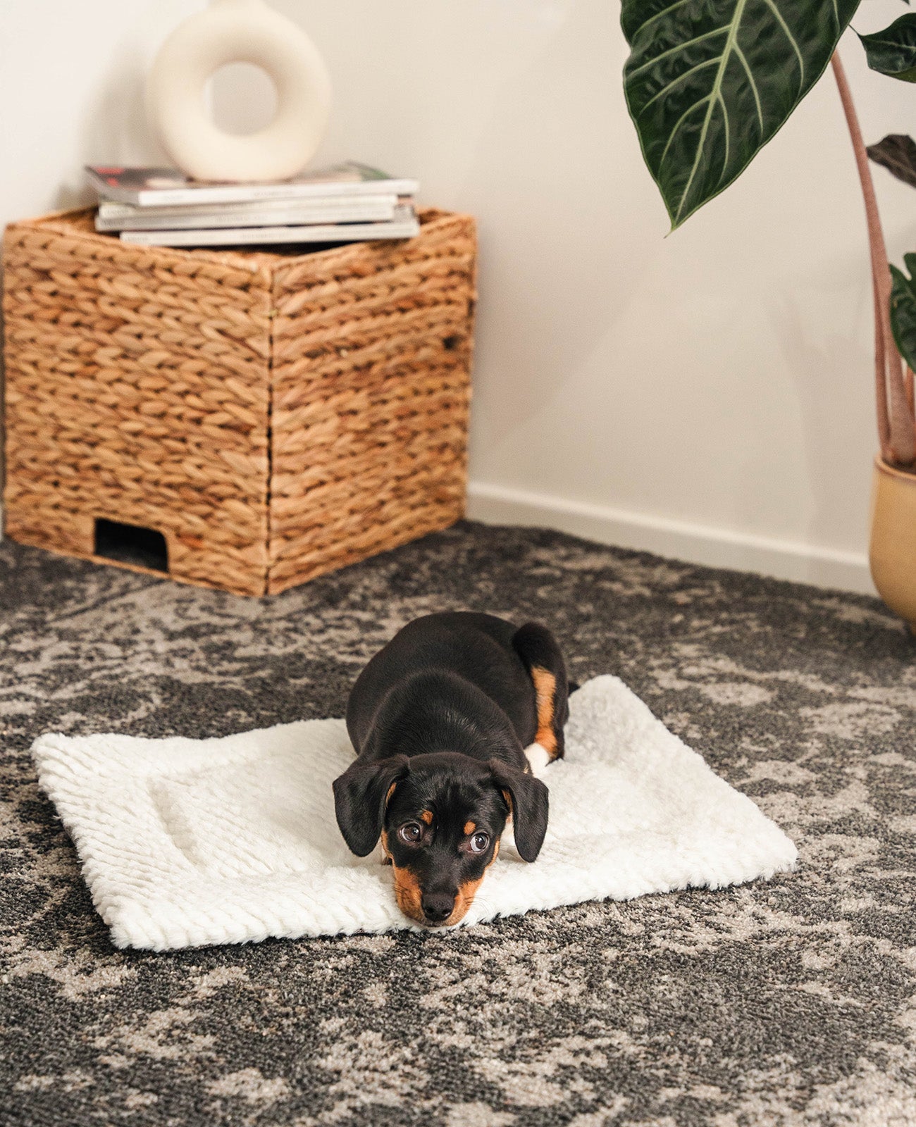 Omkeerbare deken voor honden