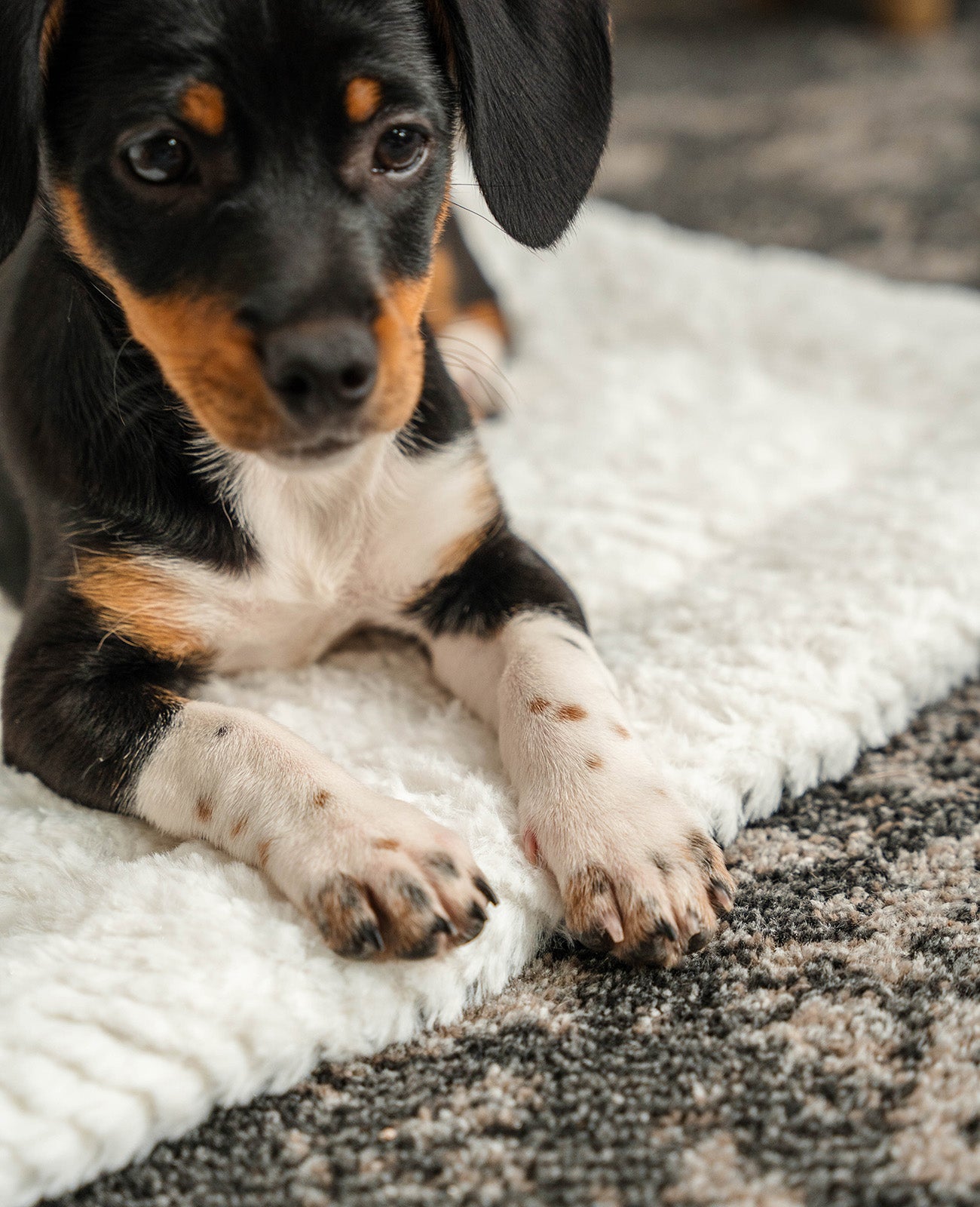 Omkeerbare deken voor honden