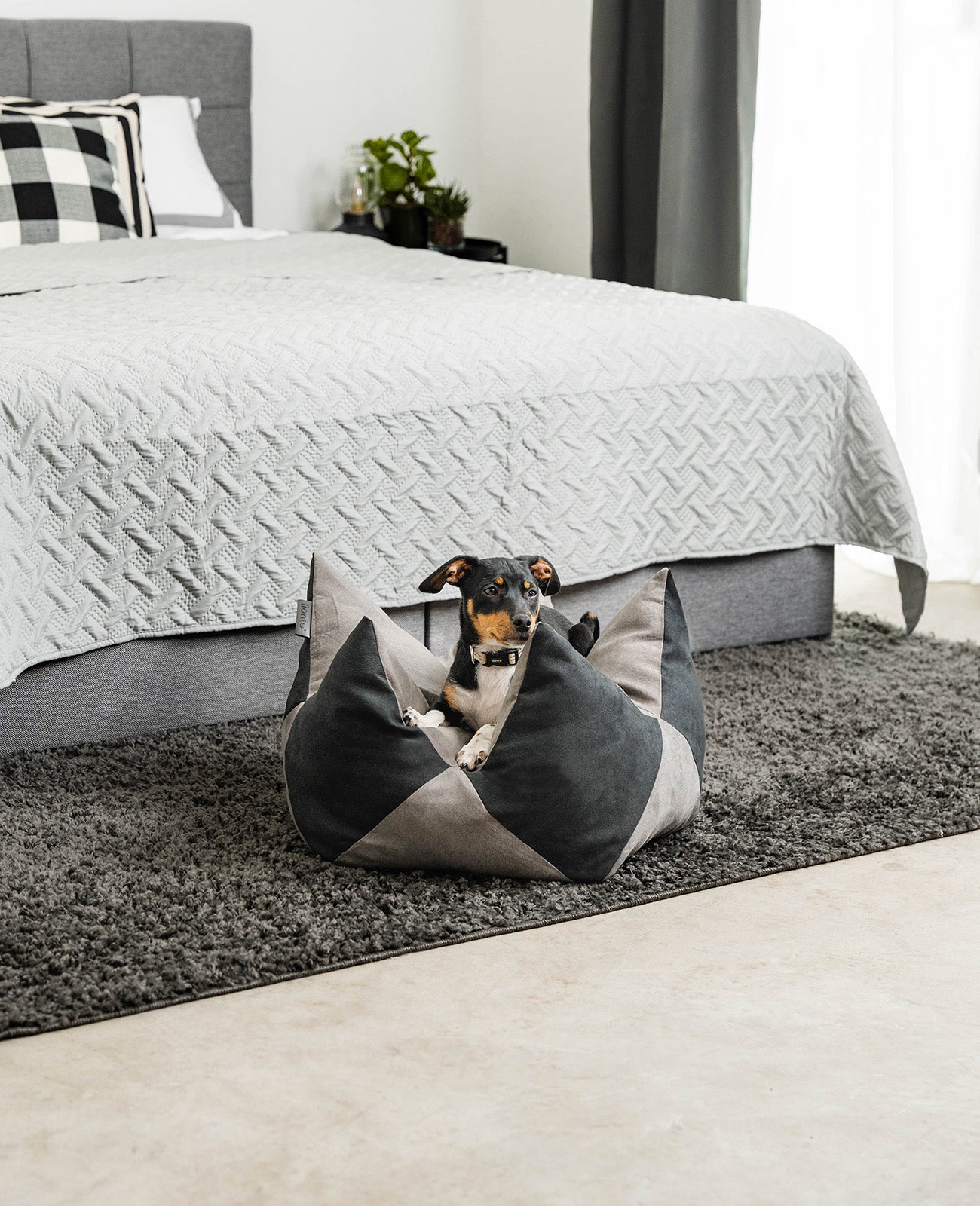 Kroonkussens voor honden