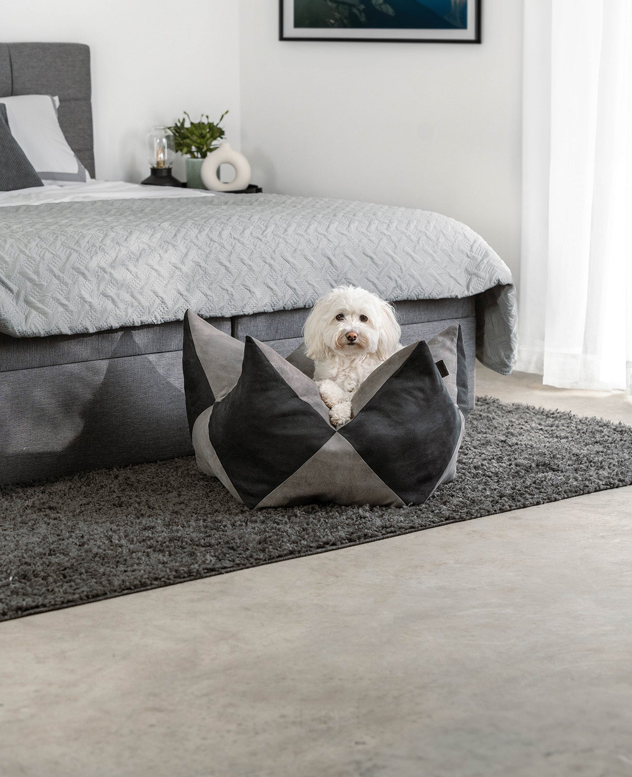 Kroonkussens voor honden