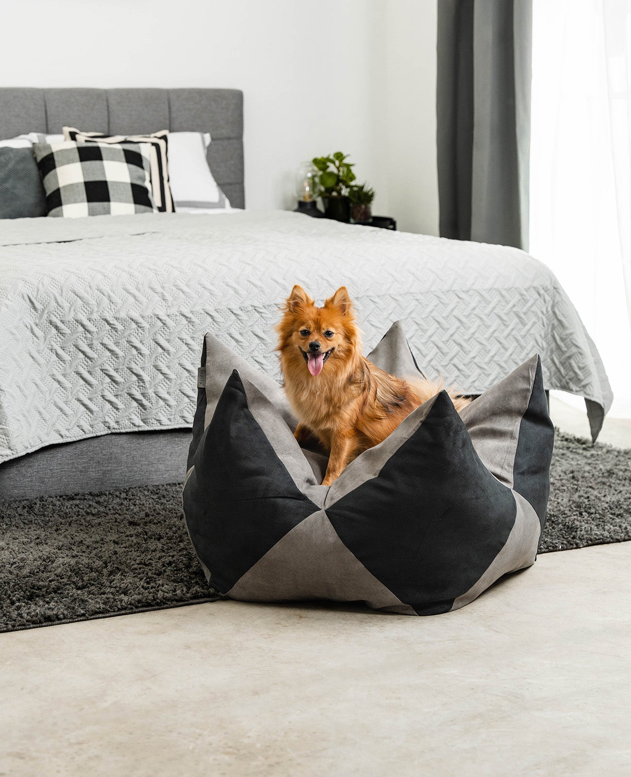 Kroonkussens voor honden