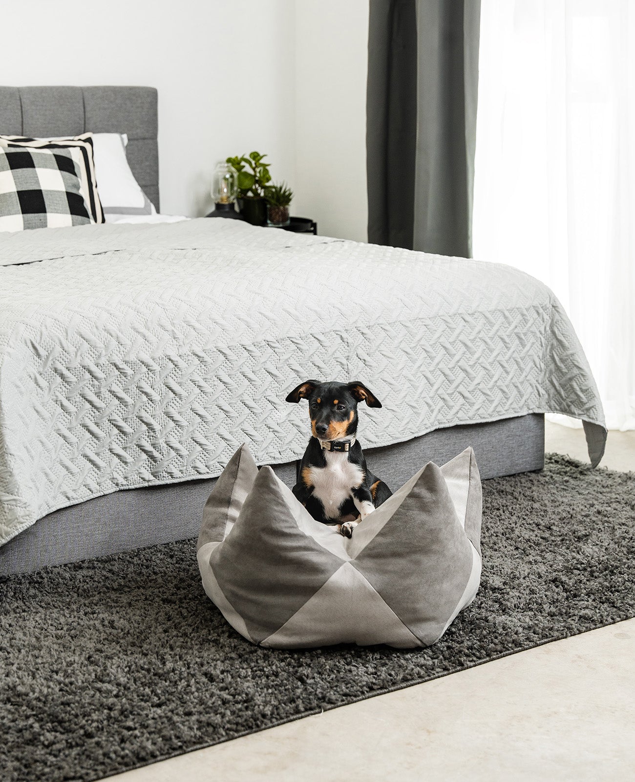 Kroonkussens voor honden