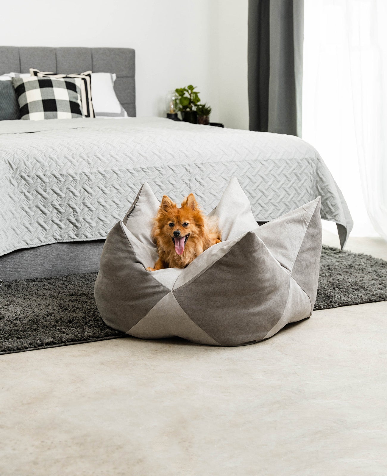 Kroonkussens voor honden