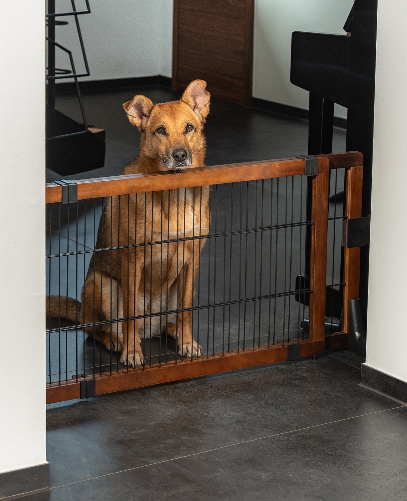 Hund sitzt vor Absperrgitter im Haus
