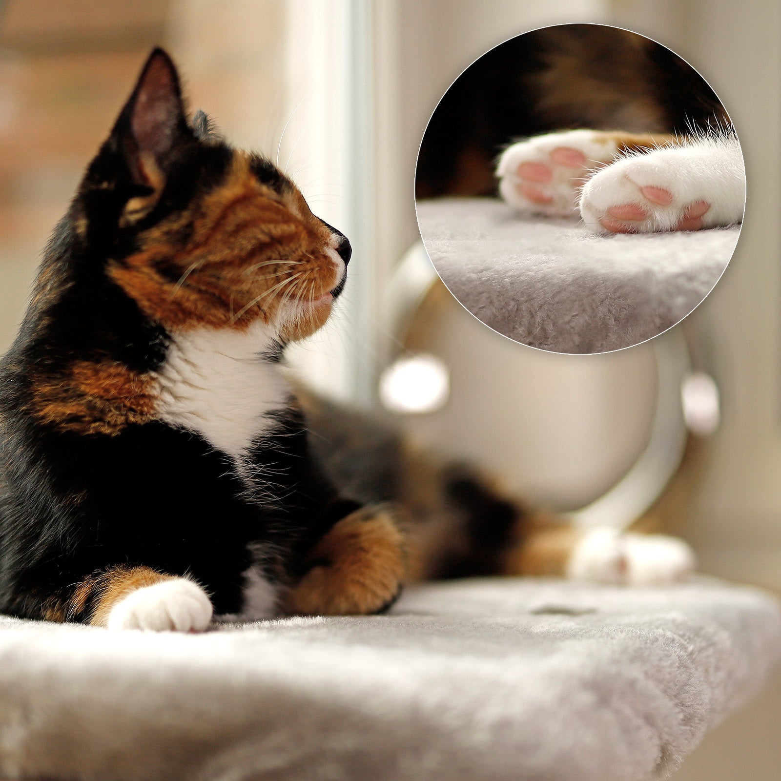 Vensterbankligstoel voor katten