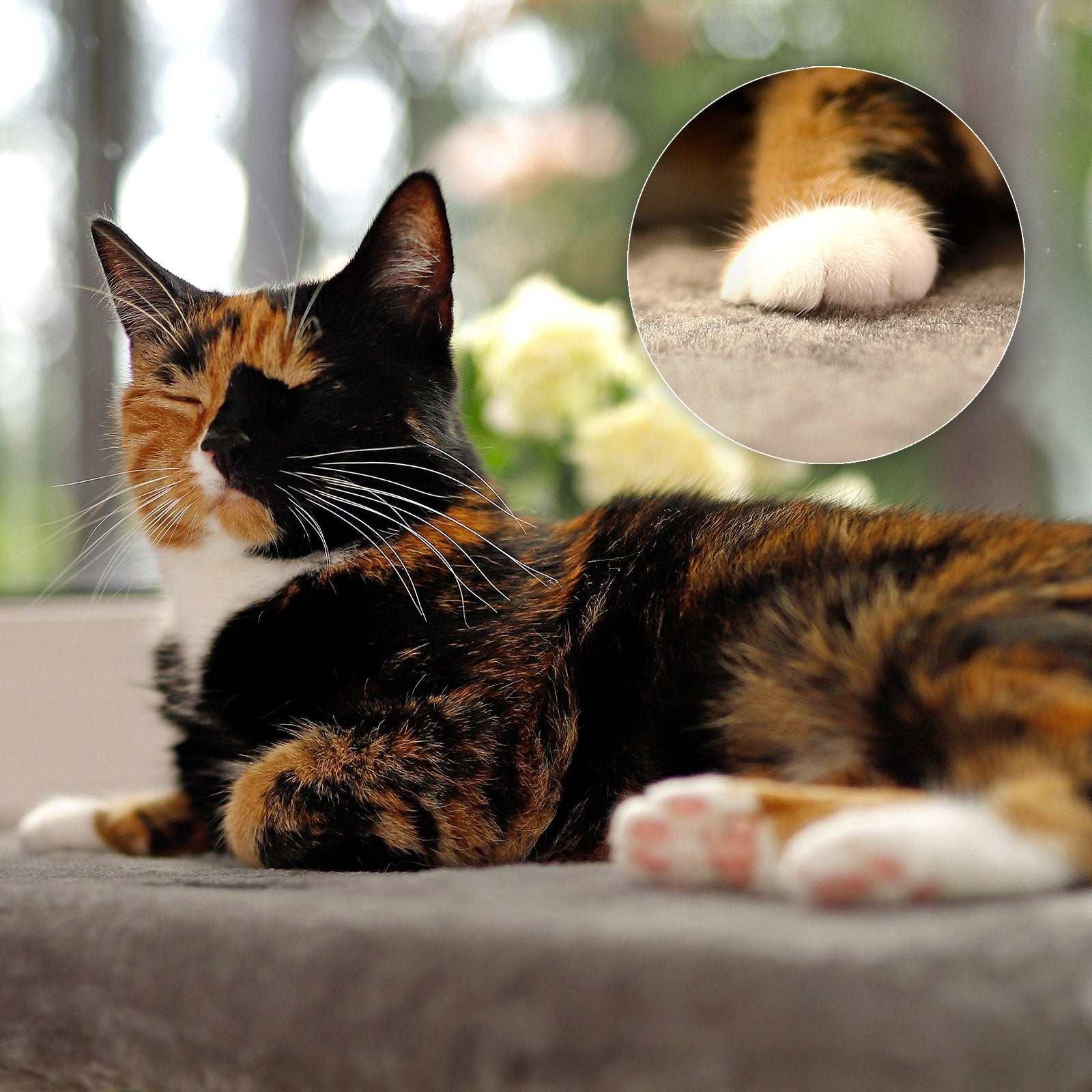 Vensterbankligstoel voor katten