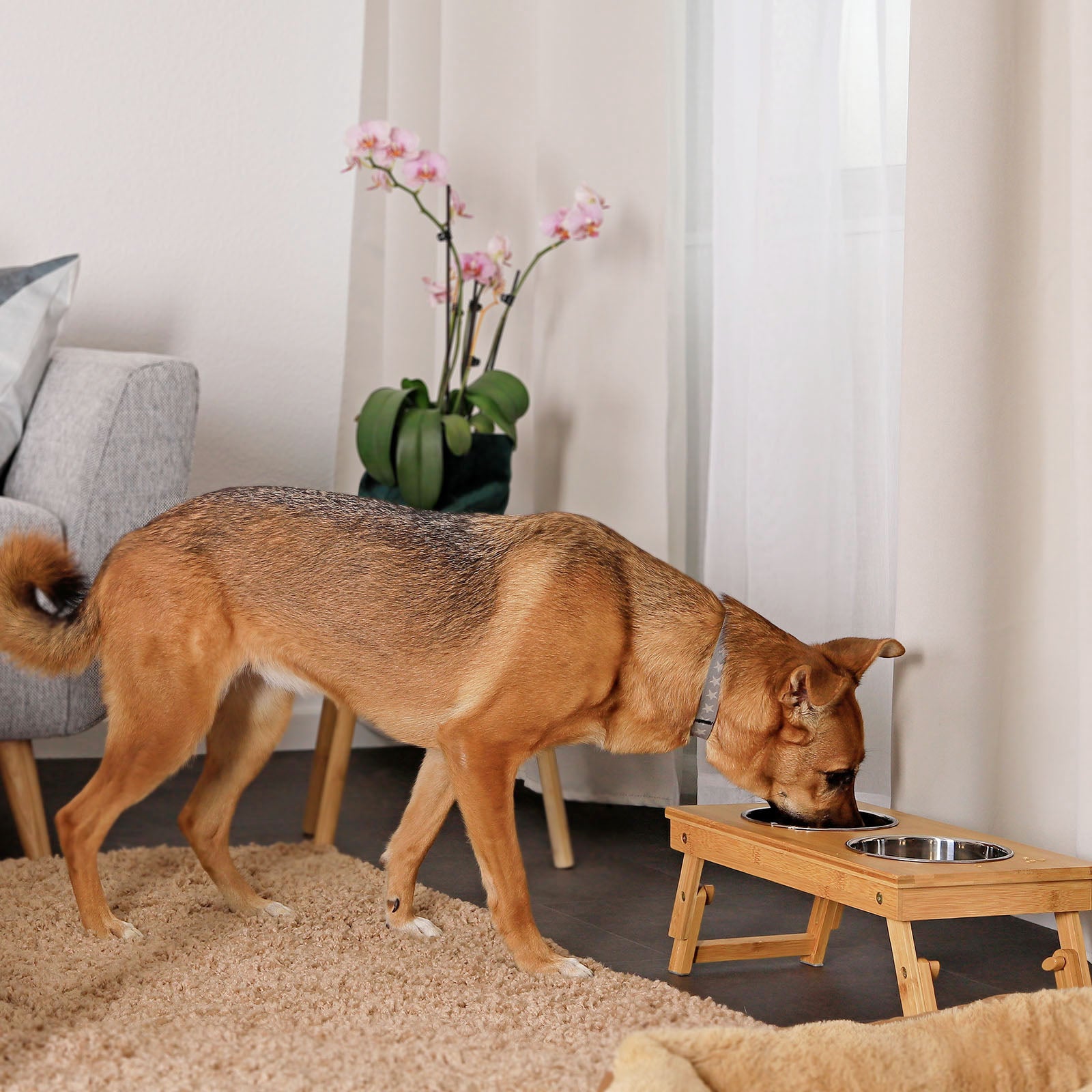 Hund frisst aus Hundenapf im Wohnzimmer