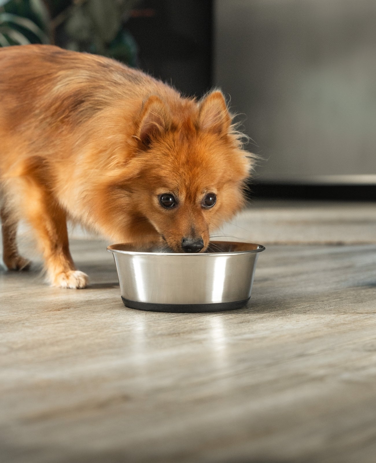 lionto roestvrijstalen Bak, antislip, Waterbak voor honden & katten