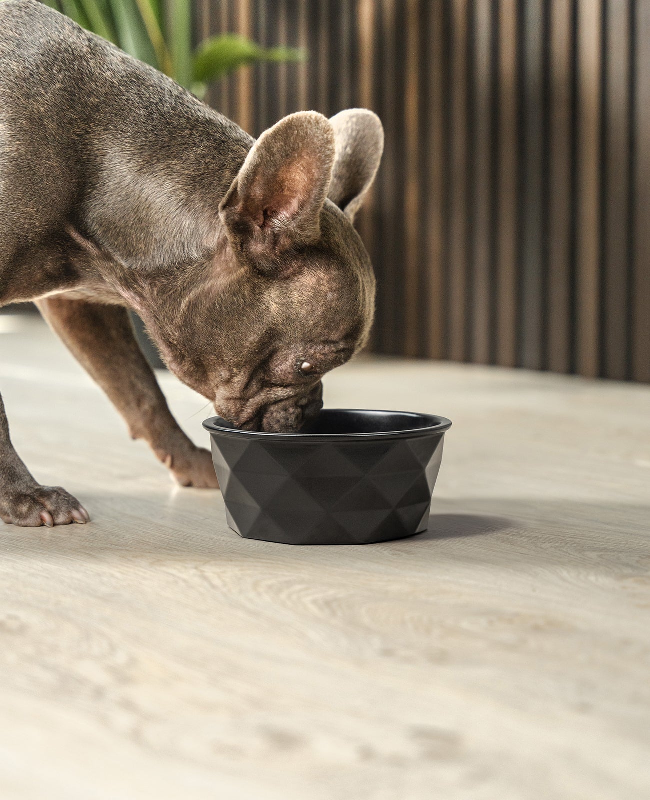 Hundenapf aus Keramik