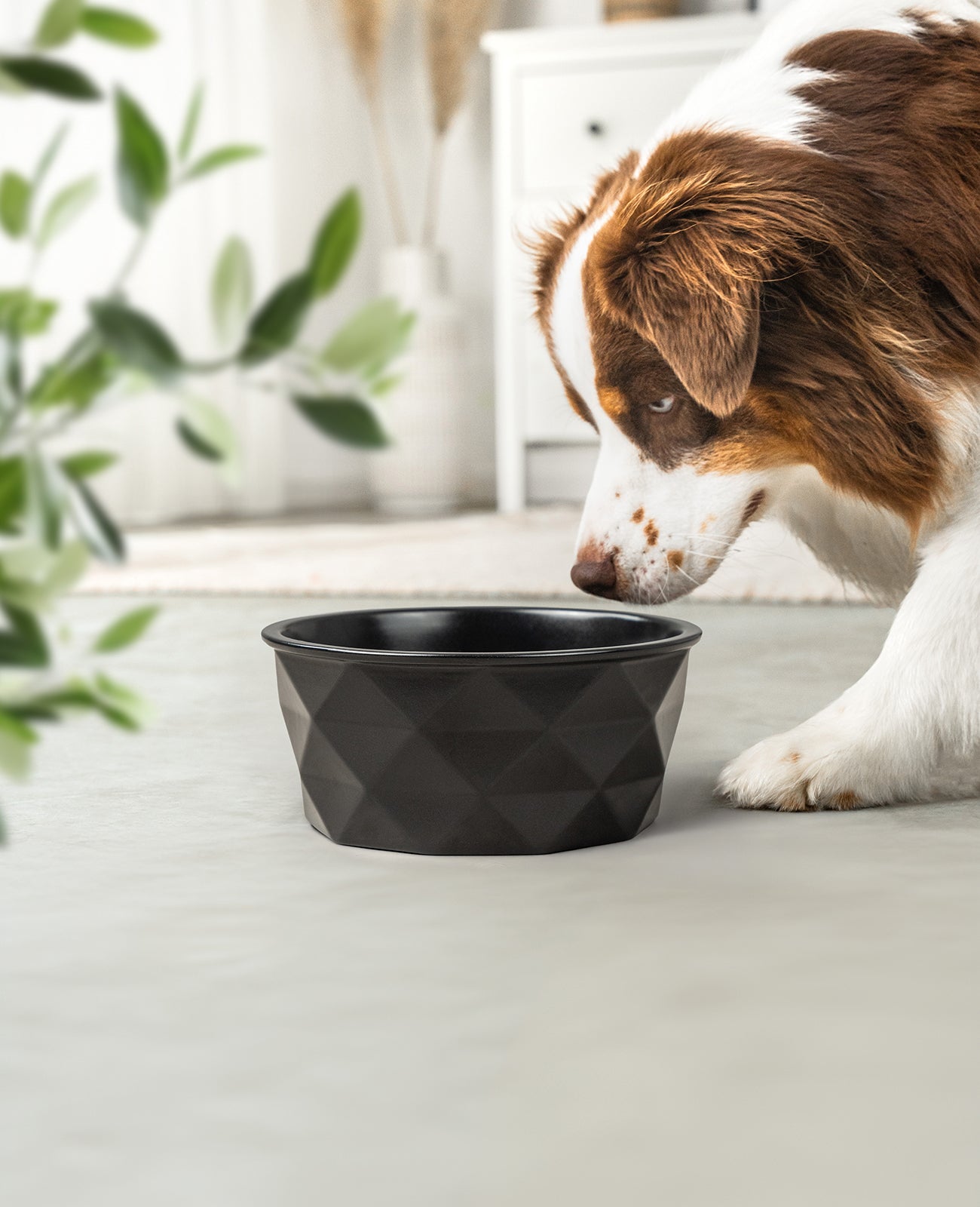 Hundenapf aus Keramik