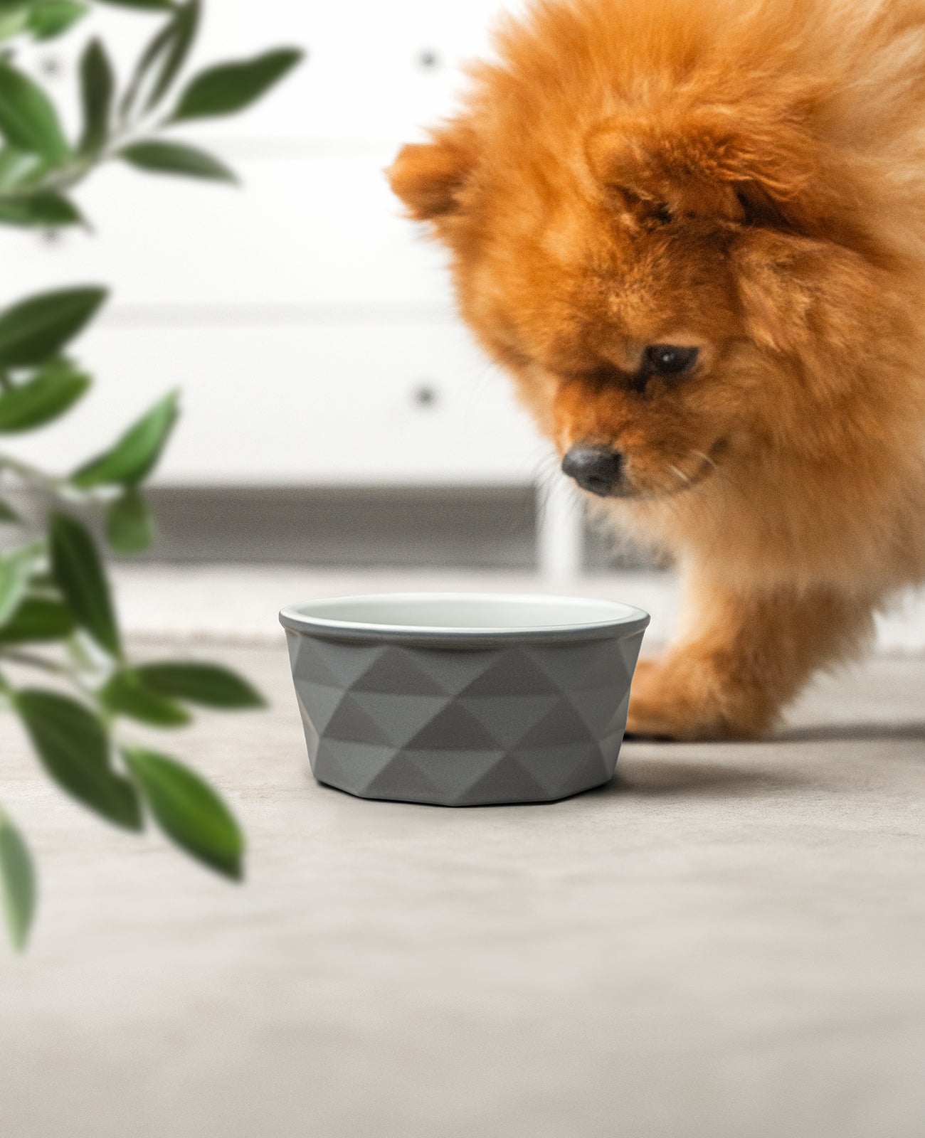 Hundenapf aus Keramik