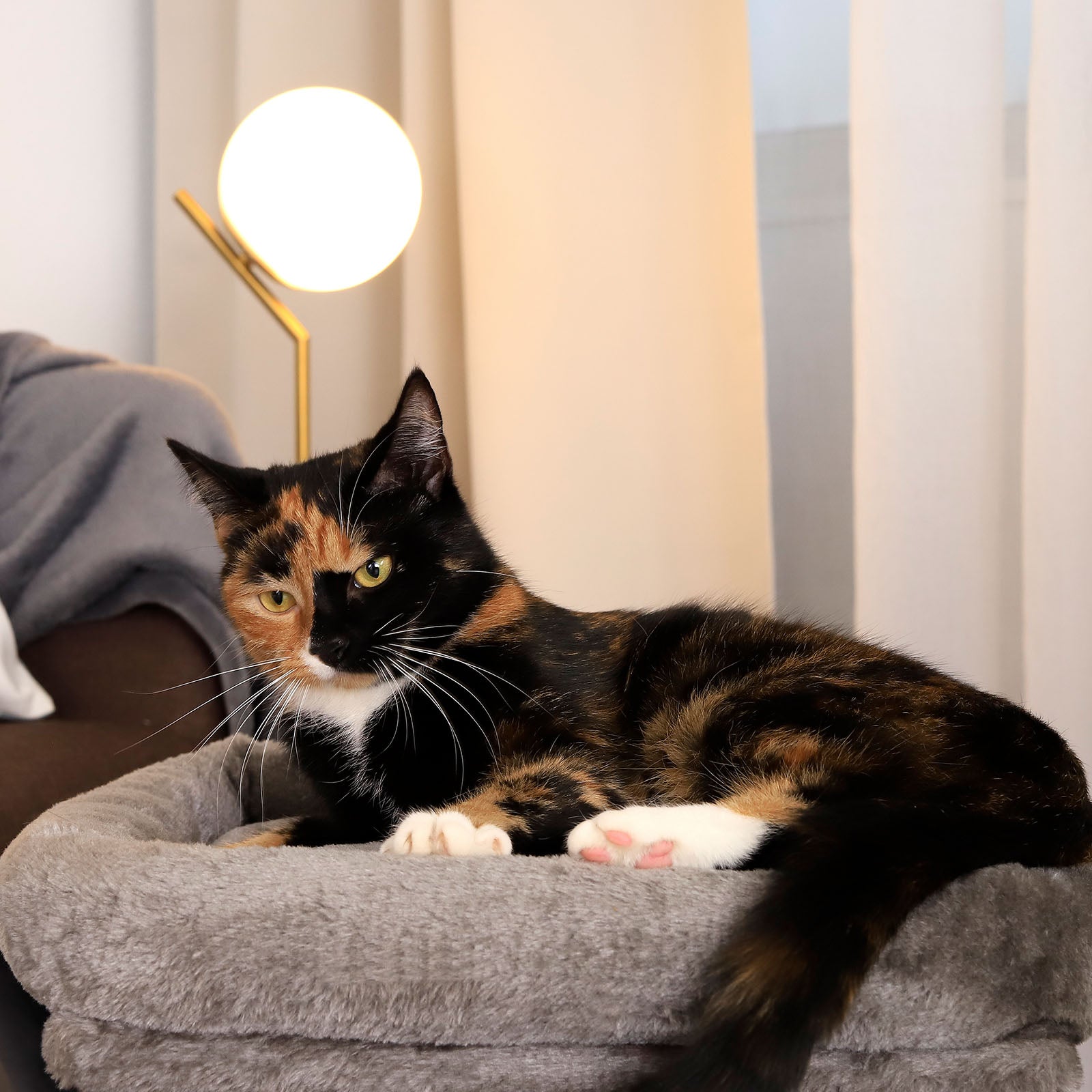 Krabpaal hoogte 50 cm