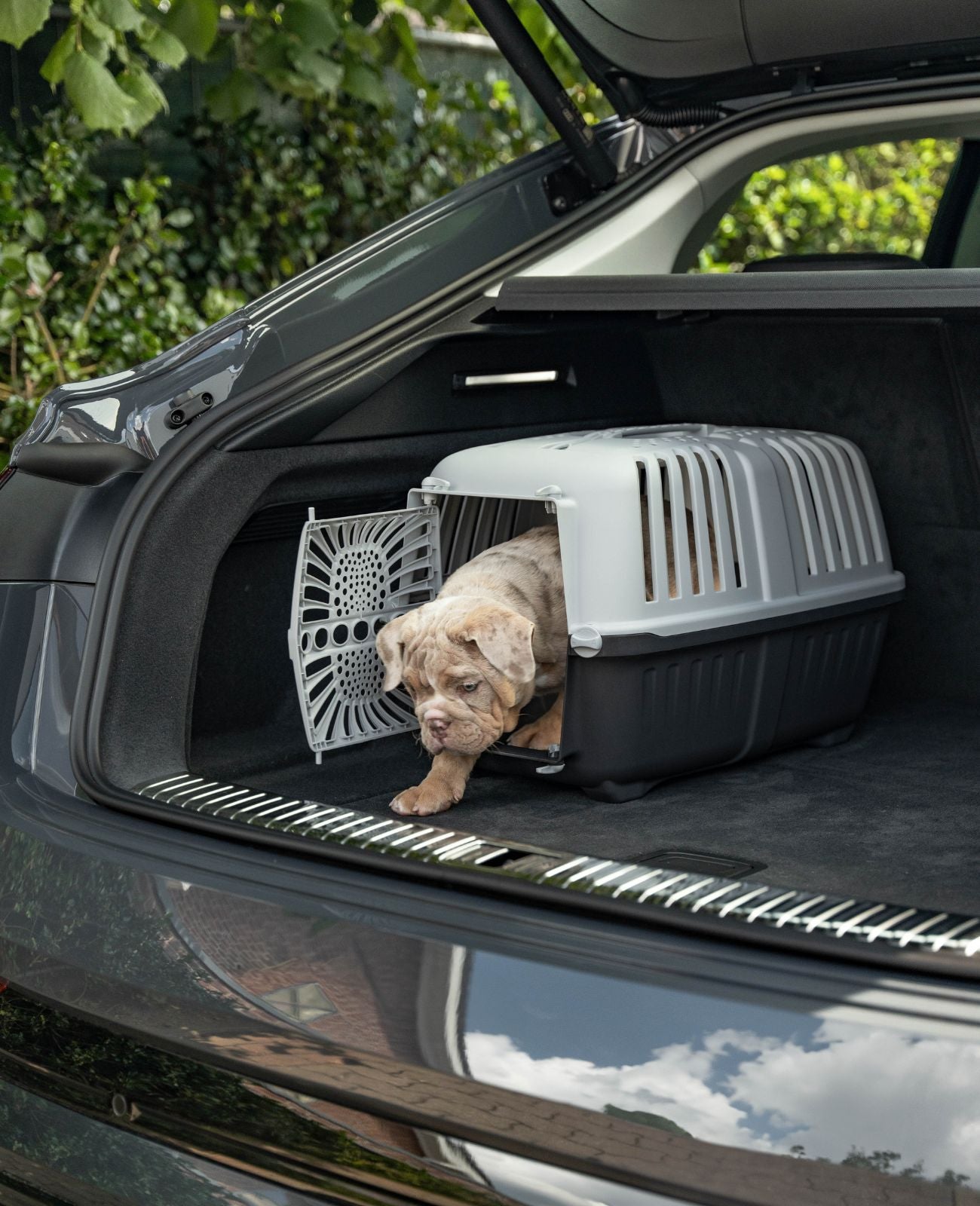 Hundetransportbox aus Kunststoff