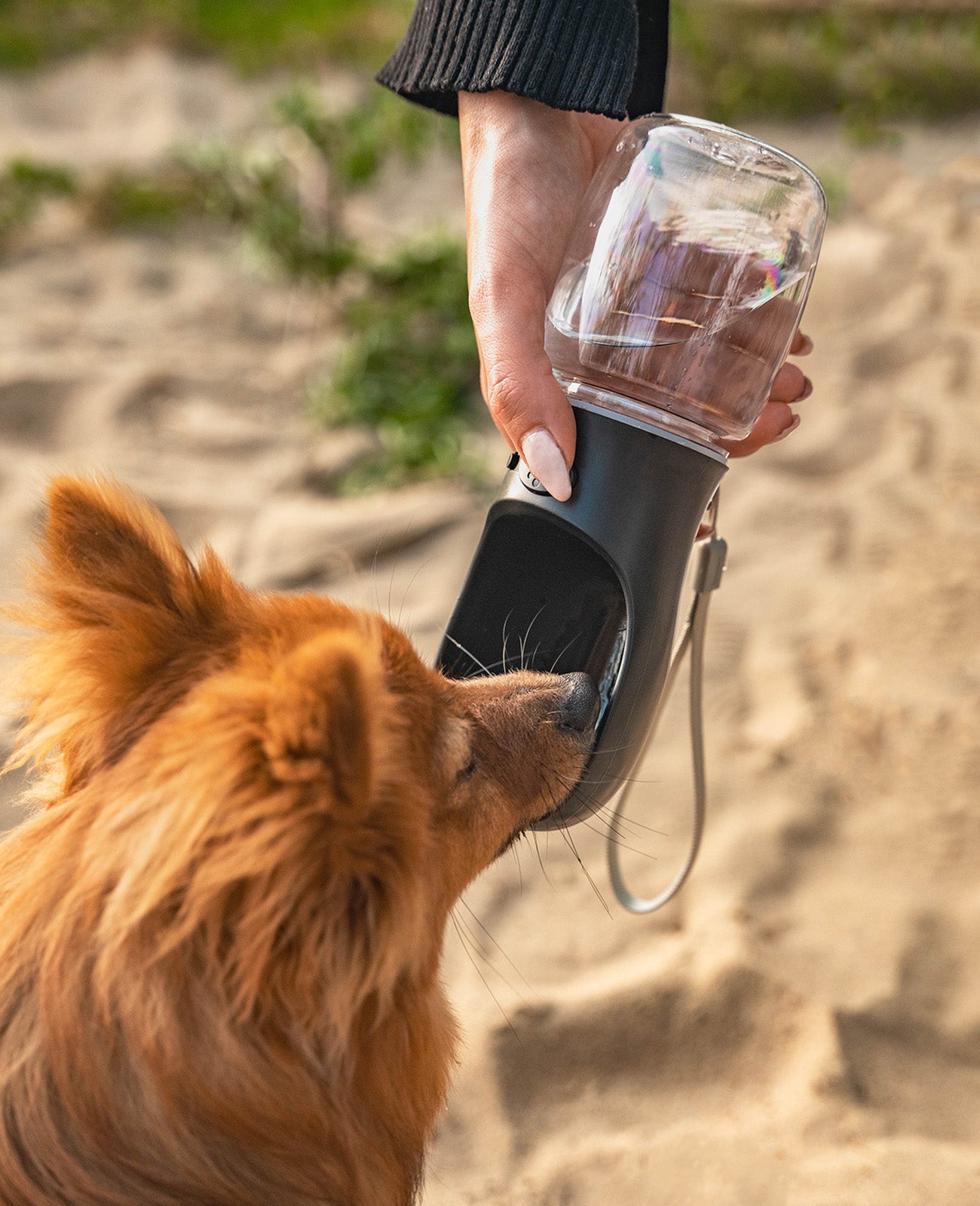 Frau gibt Zwergspitz Wasser aus Hundetrinkflasche