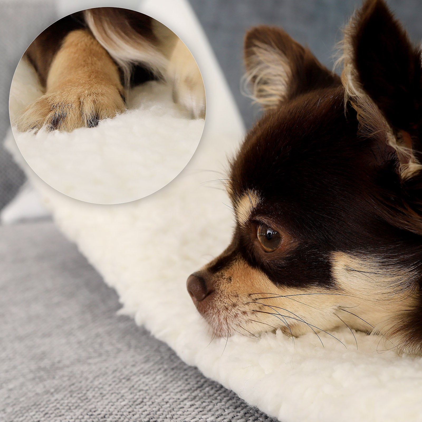 Chihuahua kuschelt sich in Plüschbezug der Wärmematte